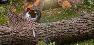 Best Tree Cabling and Bracing  in Maple Glen, PA