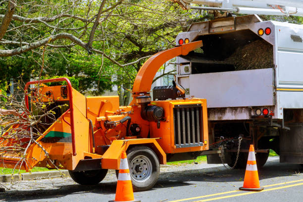 Best Seasonal Cleanup (Spring/Fall)  in Maple Glen, PA