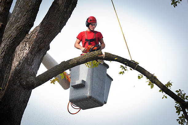 Best Fruit Tree Pruning  in Maple Glen, PA