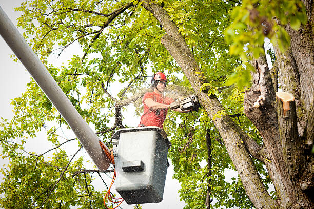 Best Tree Risk Assessment  in Maple Glen, PA